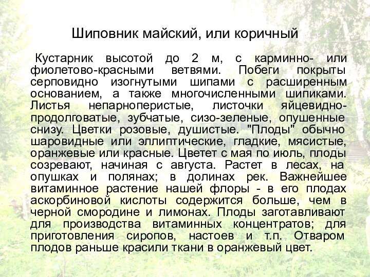 Шиповник майский, или коричный	Кустарник высотой до 2 м, с карминно- или фиолетово-красными