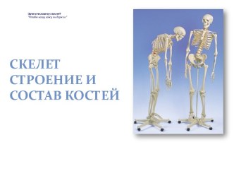 Скелет Строение и Состав костей