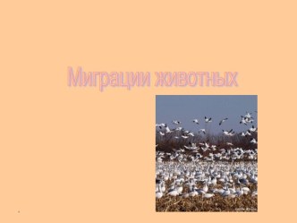 Миграции животных