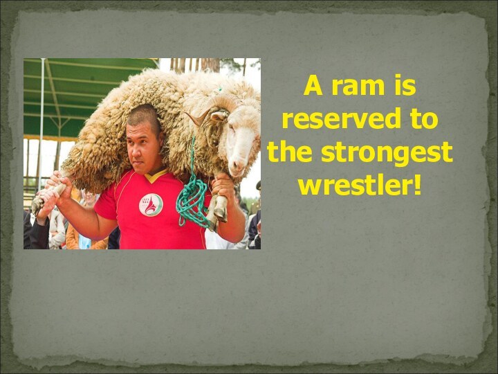 A ram is reserved to the strongest wrestler!