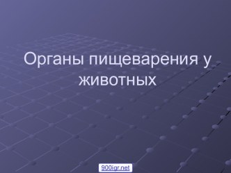 Органы пищеварения животных