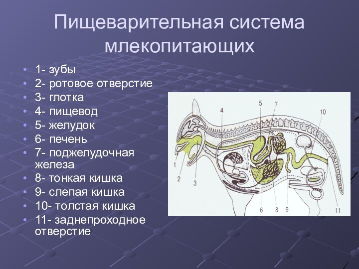 Пищеварительная система млекопитающих1- зубы2- ротовое отверстие3- глотка4- пищевод5- желудок6- печень7- поджелудочная железа8-