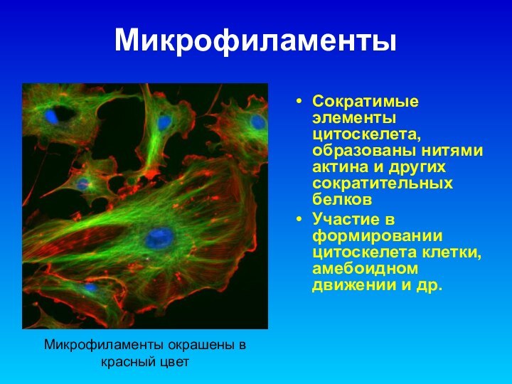 МикрофиламентыСократимые элементы цитоскелета, образованы нитями актина и других сократительных белков Участие в