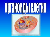 Органоиды клетки (10 класс)