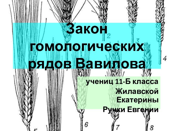 Закон гомологических рядов Вавиловаучениц 11-Б классаЖилавской ЕкатериныРучки Евгении