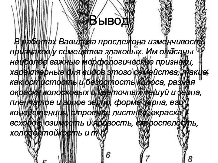 ВыводВ работах Вавилова прослежена изменчивость признаков у семейства злаковых. Им описаны наиболее