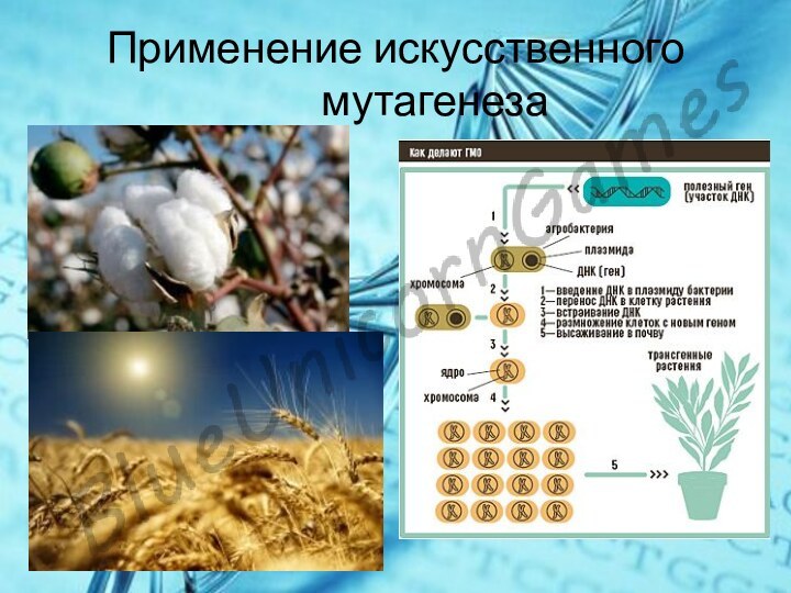 Применение искусственного мутагенеза