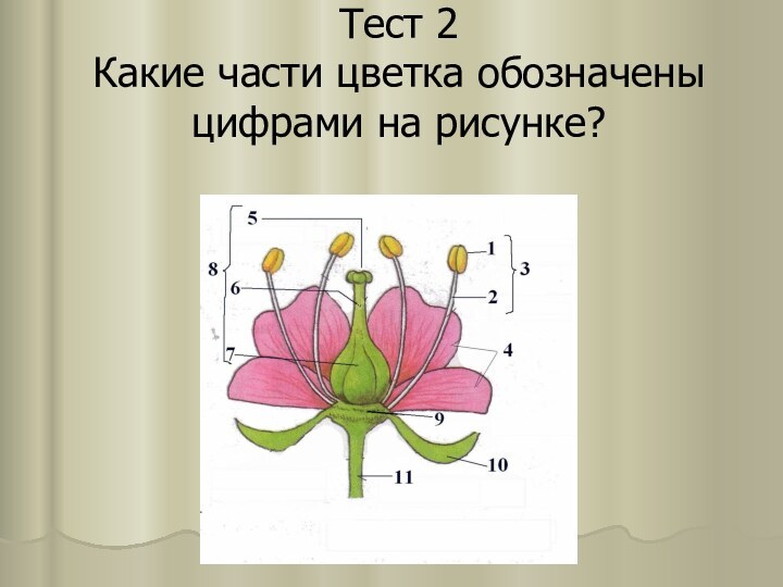 Тeст 2 Какиe части цветка обозначены цифрами на рисунке?