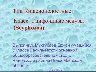 Тип Кишенополостные Класс Сцифоидные медузы (Scyphozoa)