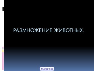 Размножение у животных