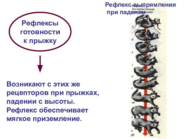 Рефлексыготовностик прыжкуВозникают с этих же рецепторов при прыжках,падении с высоты.Рефлекс обеспечиваетмягкое приземление.Рефлекс выпрямления при падении