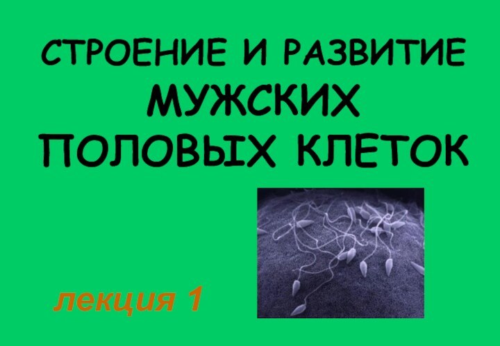 СТРОЕНИЕ И РАЗВИТИЕ МУЖСКИХ ПОЛОВЫХ КЛЕТОКлекция 1