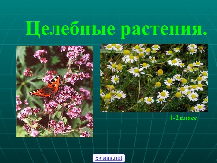 Целебные растения.        1-2класс