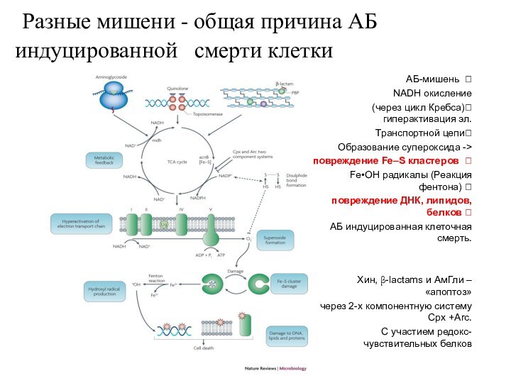 АБ-мишень ? NADH окисление (через цикл Кребса)? гиперактивация эл. Транспортной цепи? Образование