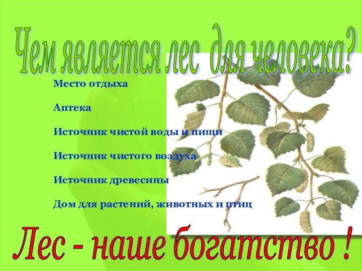 Место отдыхаАптекаИсточник чистой воды и пищиИсточник чистого воздухаИсточник древесиныДом для растений, животных