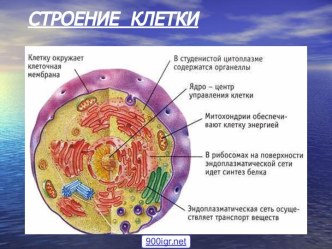 Клетка и её строение