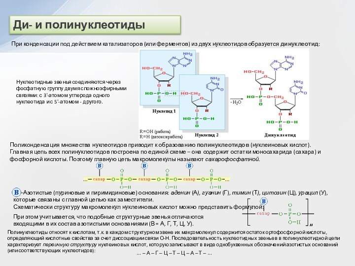 Ди- и полинуклеотидыПри конденсации под действием катализаторов (или ферментов) из двух нуклеотидов