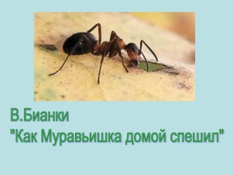 Презентация к уроку литературного чтения во 2 классе по теме В.Бианки Как Муравьишка домой спешил