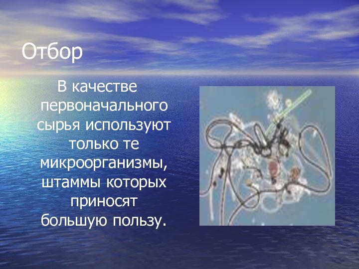 ОтборВ качестве первоначального сырья используют только те микроорганизмы, штаммы которых приносят большую пользу.