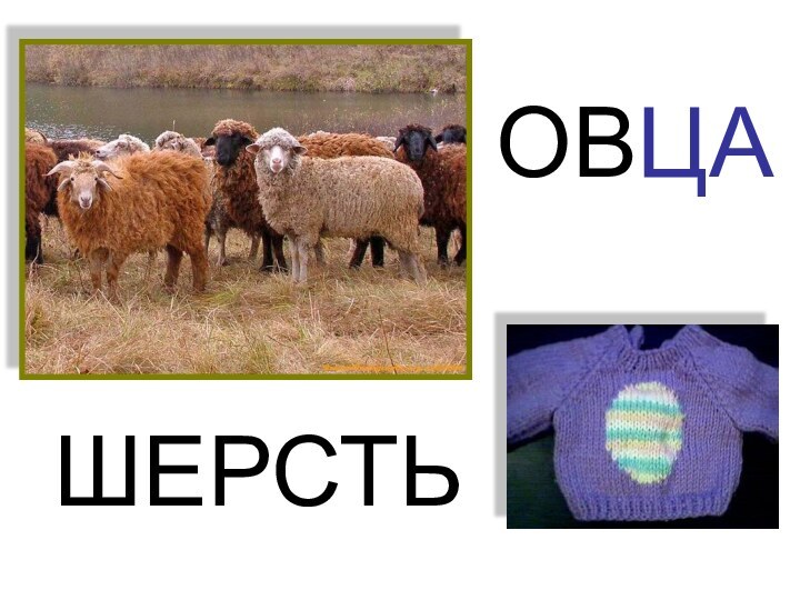 ОВЦАШЕРСТЬ