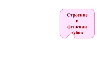 Строение и функции зубов