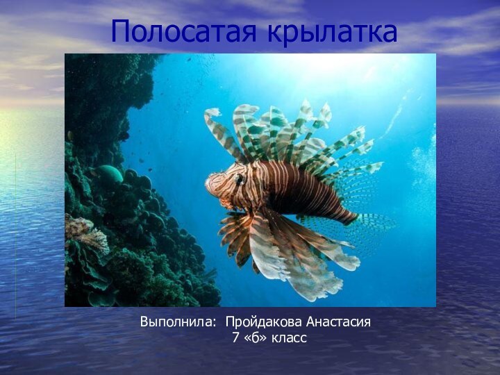 Полосатая крылаткаВыполнила: Пройдакова Анастасия    7 «б» класс