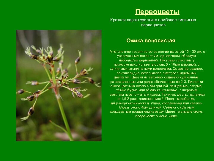 ПервоцветыОжика волосистаяКраткая характеристика наиболее типичных первоцветовМноголетнее травянистое растение высотой 15 - 30