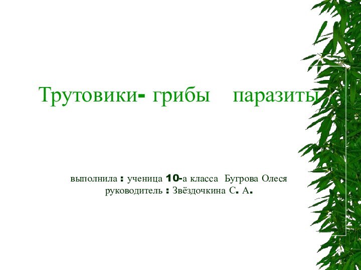 Трутовики- грибы  паразиты    выполнила : ученица 10-а класса