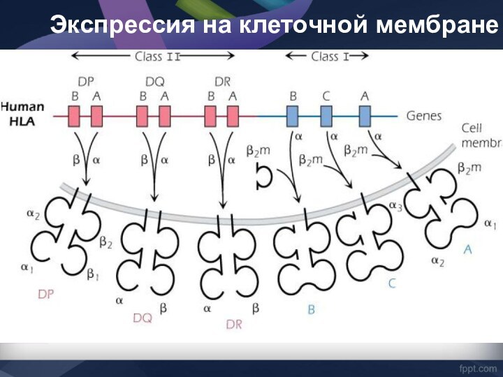 Экспрессия на клеточной мембране