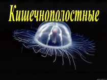 кишечнополостные