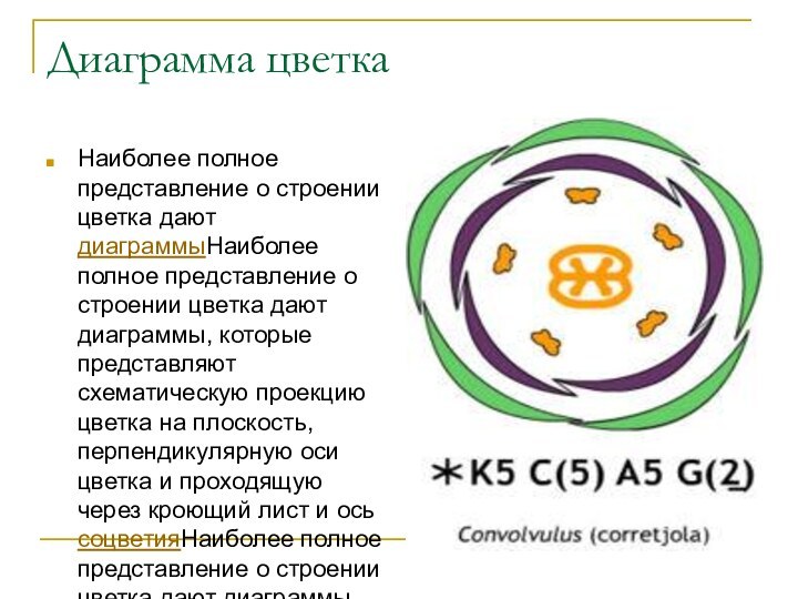 Диаграмма цветкаНаиболее полное представление о строении цветка дают диаграммыНаиболее полное представление о