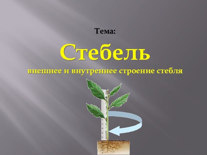 Тема: Стебель внешнее и внутреннее строение стебля