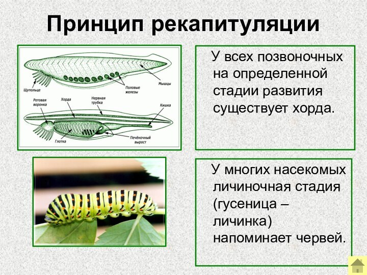 Принцип рекапитуляции  У всех позвоночных на определенной стадии развития существует хорда.