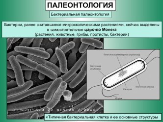 Бактериальная палеонтология