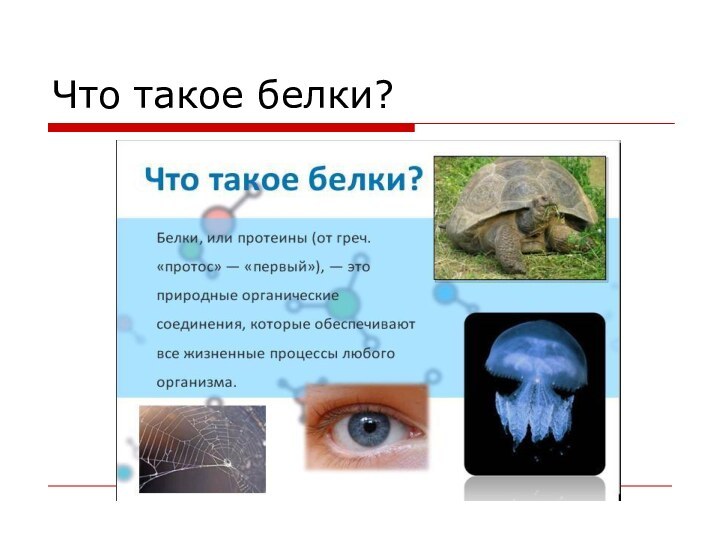 Что такое белки?