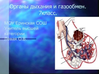 Органы дыхания и газообмен 7 класс