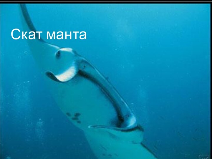 Скат манта