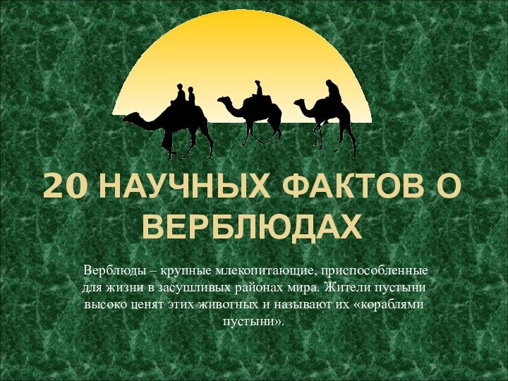 20 НАУЧНЫХ ФАКТОВ О ВЕРБЛЮДАХВерблюды – крупные млекопитающие, приспособленные для жизни в