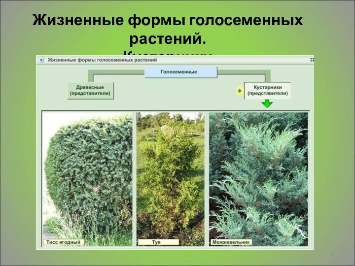 Жизненные формы голосеменных растений.Кустарники