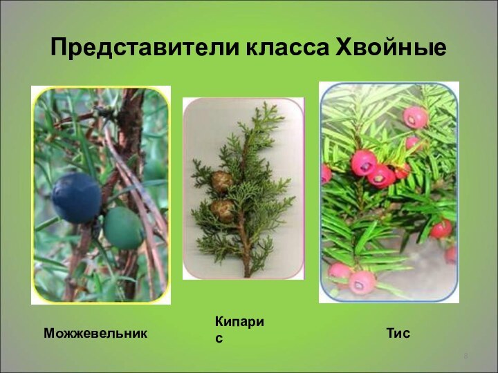 Представители класса ХвойныеМожжевельникКипарисТис