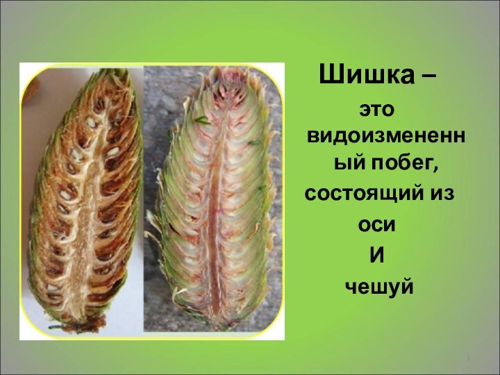 Шишка – это видоизмененный побег, состоящий из оси И чешуй