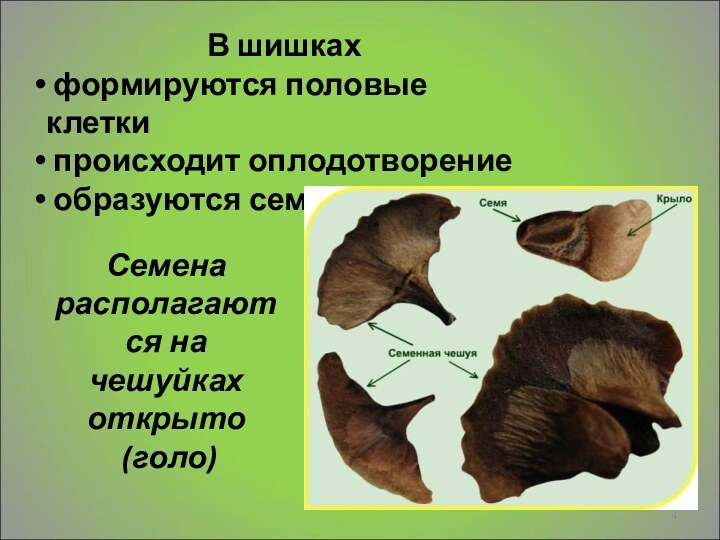 В шишках формируются половые клетки происходит оплодотворение образуются семенаСемена располагаются на чешуйках открыто (голо)