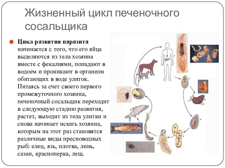 Жизненный цикл печеночного сосальщикаЦикл развития паразита начинается с того, что его яйца