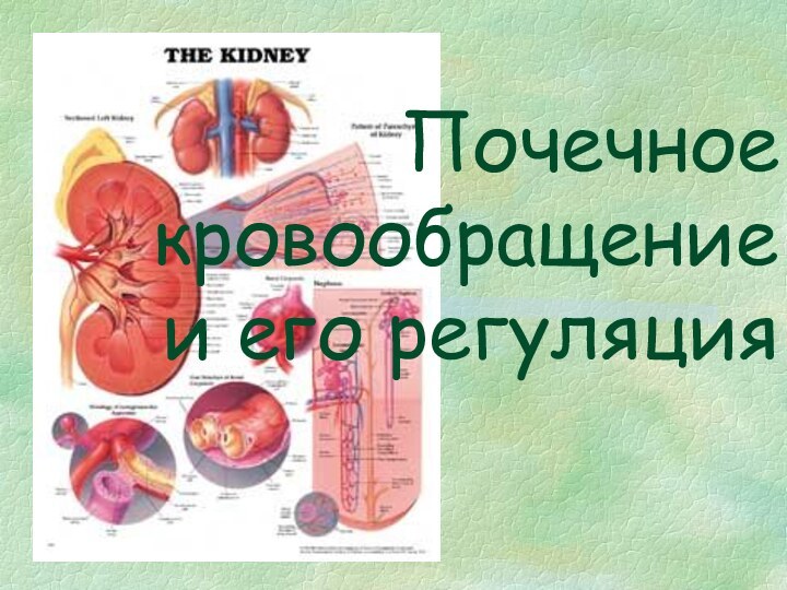 Почечное кровообращение и его регуляция