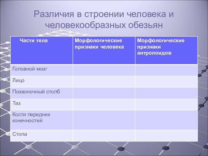 Различия в строении человека и человекообразных обезьян