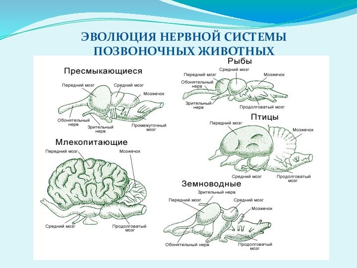 ЭВОЛЮЦИЯ НЕРВНОЙ СИСТЕМЫ ПОЗВОНОЧНЫХ ЖИВОТНЫХ