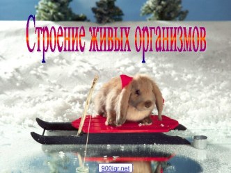 Строение живых организмов