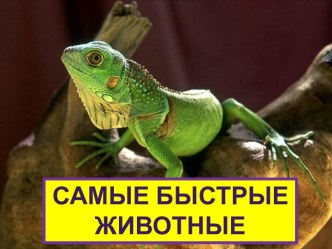 Самые быстрые животные