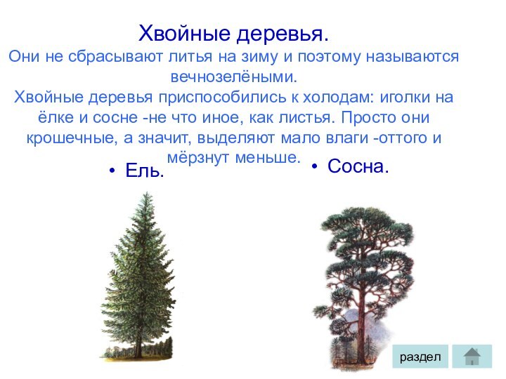 Хвойные деревья. Они не сбрасывают литья на зиму и поэтому называются вечнозелёными.