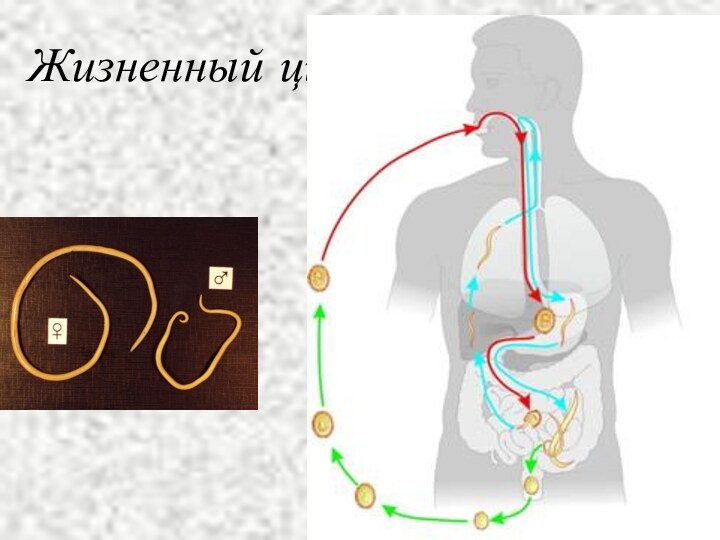 Жизненный цикл